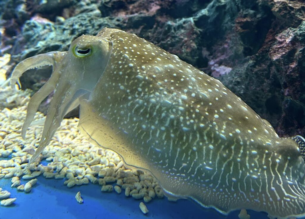 サンシャイン水族館の割引クーポン券まとめ