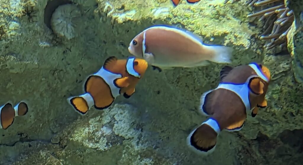 サンシャイン水族館の団体割引は？20名以上・学校団体なら電話の事前予約で購入できる