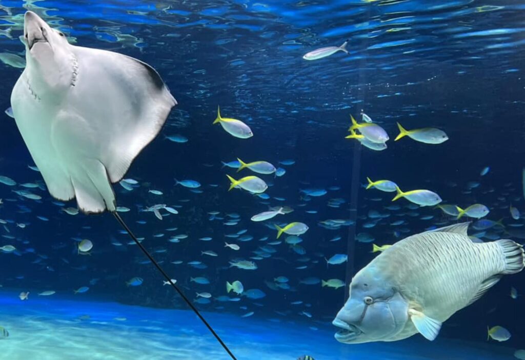 サンシャイン水族館の料金割引クーポン