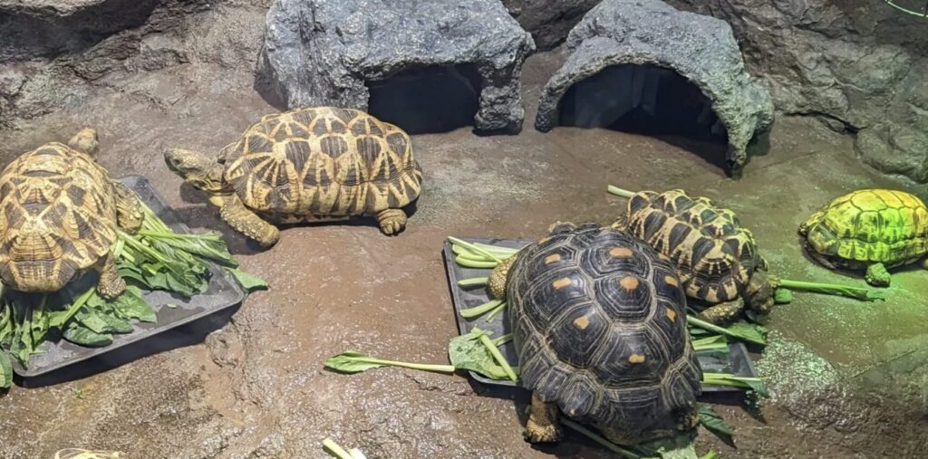 ダイオウグソクムシや見たことのない生物がたくさんいてとても興味深かった