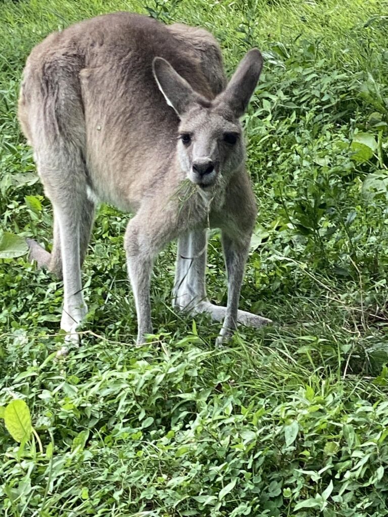 動物達との距離が近くて楽しい