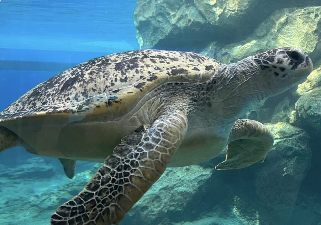 名古屋港水族館の3施設共通チケット料金は？大人710円・高校生710円・小中学生400円・幼児無料