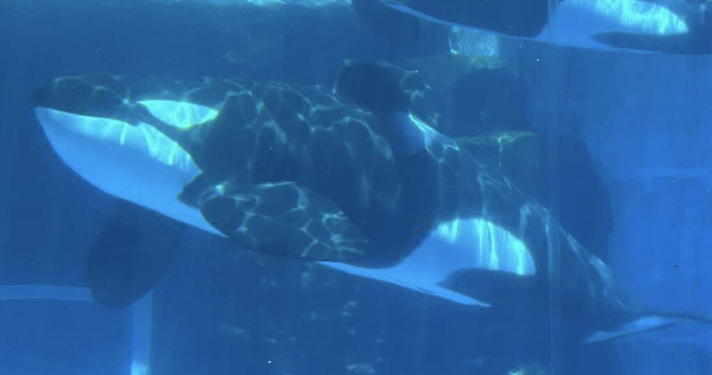 名古屋港水族館の割引クーポン券まとめ
