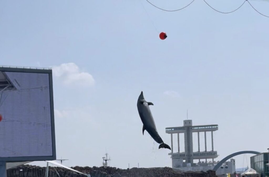 名古屋港水族館の料金割引クーポンを調査して分かった体験談