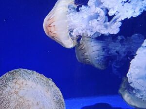 新江ノ島水族館の料金割引クーポンを使った人の体験談