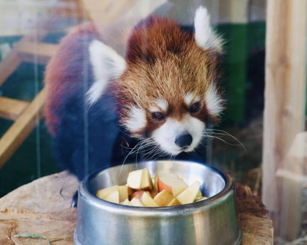 東武動物公園のアトラクションパスセットの料金は？大人5,300円・中高生5,000円・小学生4,000円・シニア4,000円