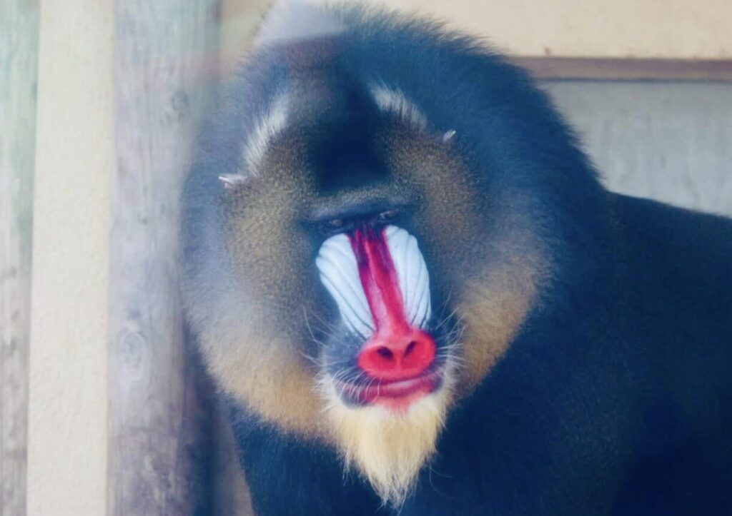 東武動物公園は動物たちを間近で見るだけでなく餌やり体験もできる