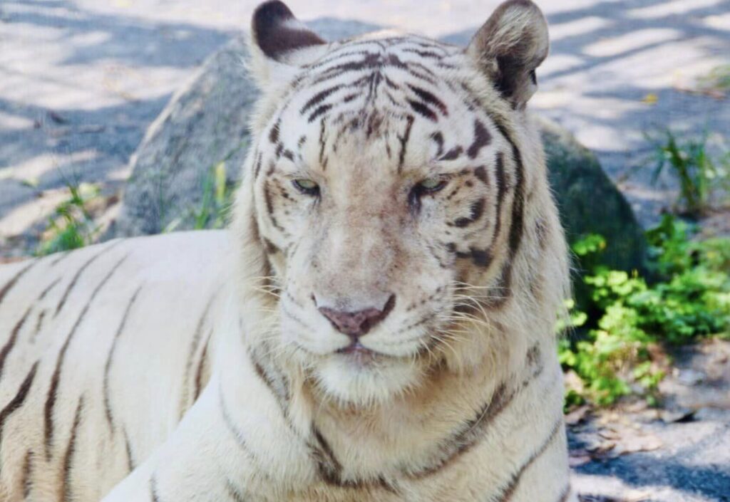 東武動物公園料金割引クーポン