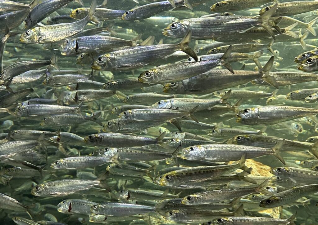 魚たちの餌やりを見れて楽しかった