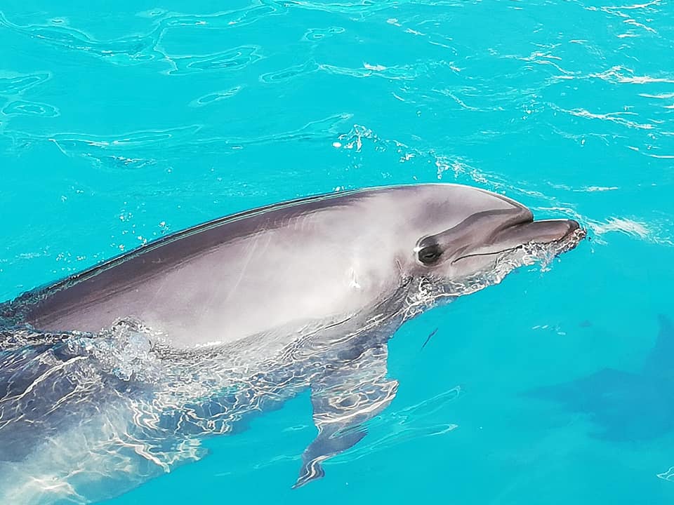 南房総最大規模の水族館鴨川シーワールドの特徴