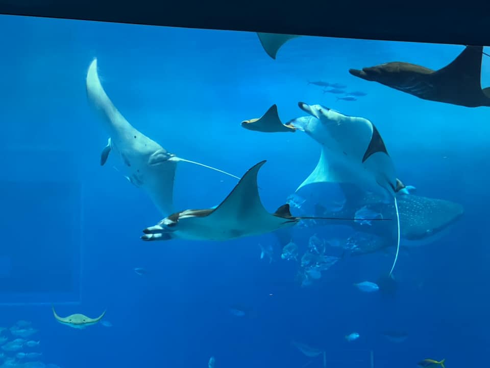 沖縄美ら海水族館の料金割引クーポンを使った人の体験談