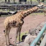 伊豆アニマルキングダム料金割引