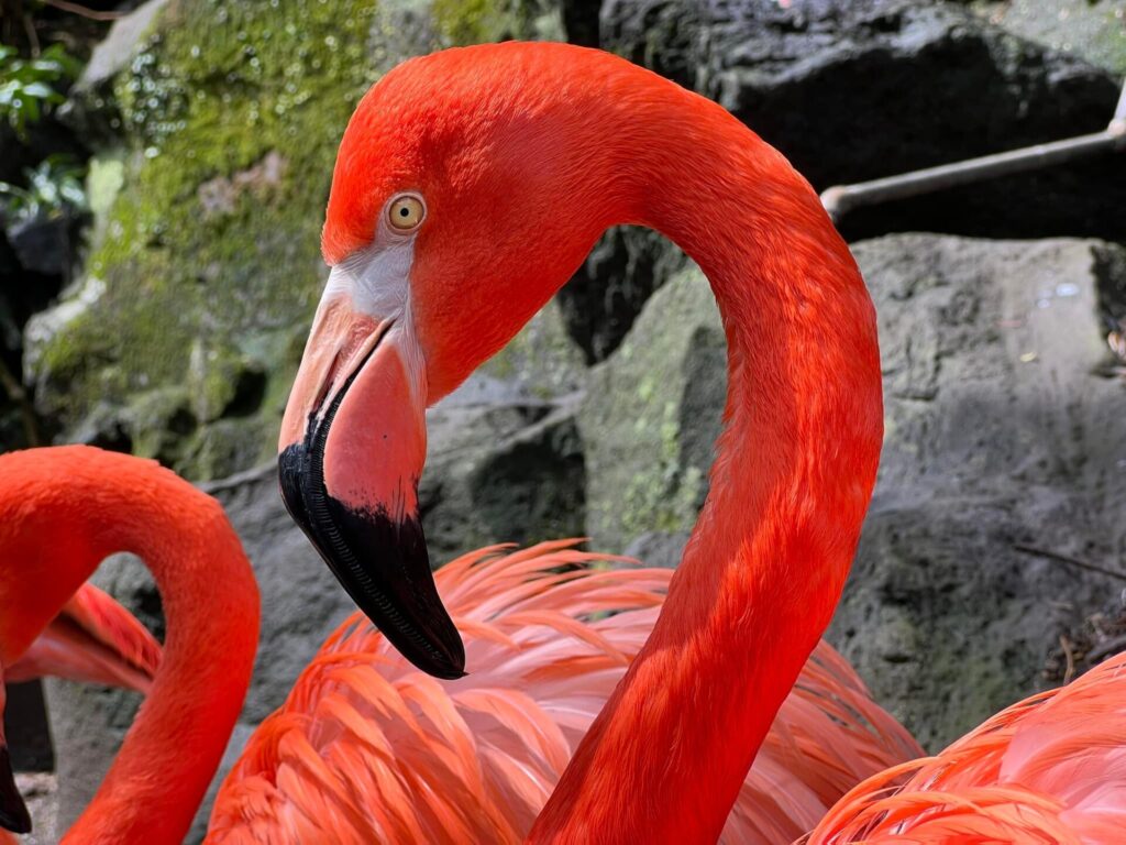 伊豆シャボテン公園の入場料金
