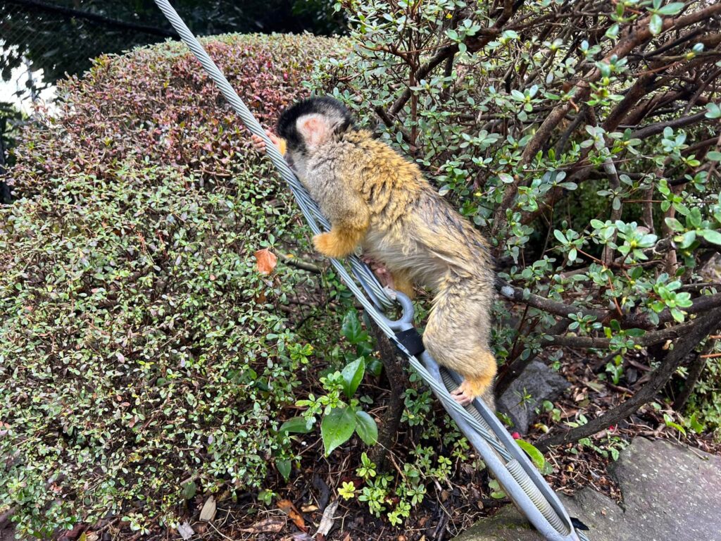 伊豆シャボテン公園の割引クーポン券まとめ