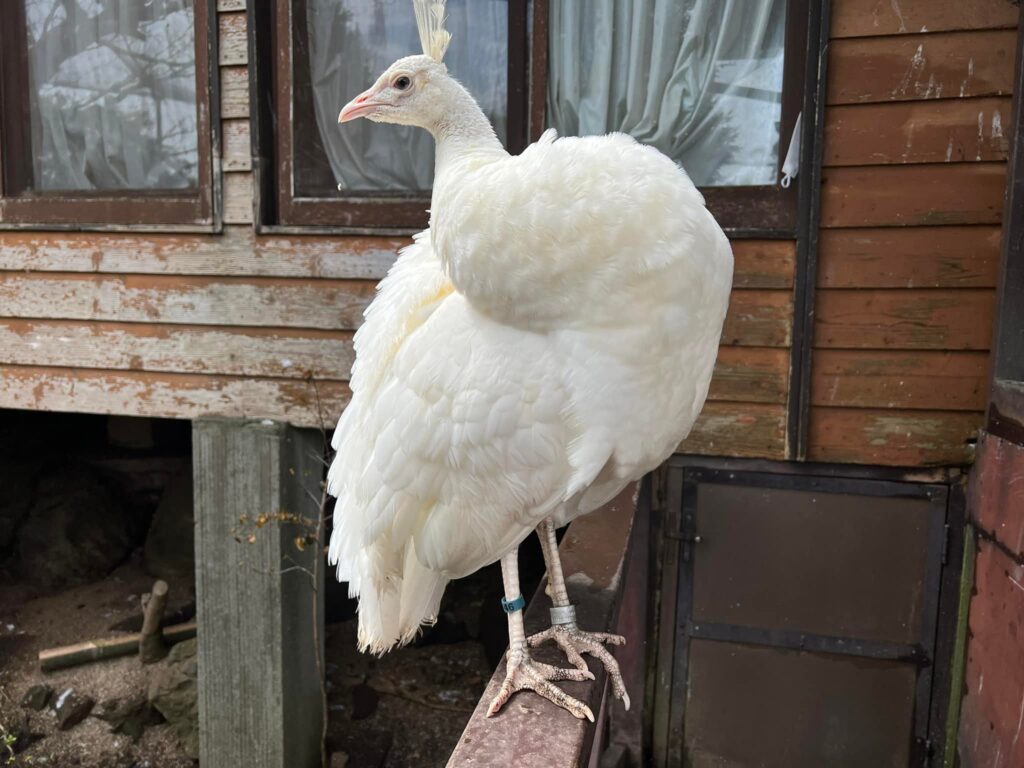 伊豆シャボテン公園の団体割引