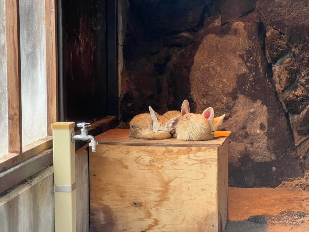 伊豆シャボテン公園の料金割引クーポンはアソビューで入手できるか調査した結果