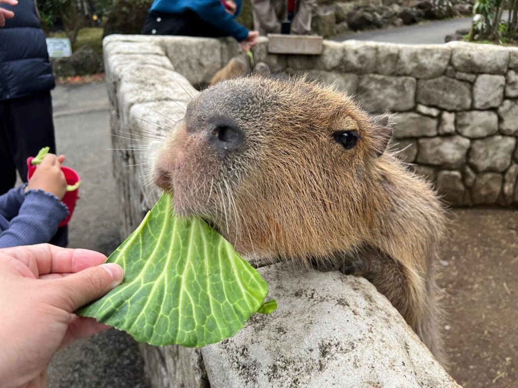 伊豆シャボテン公園料金割引