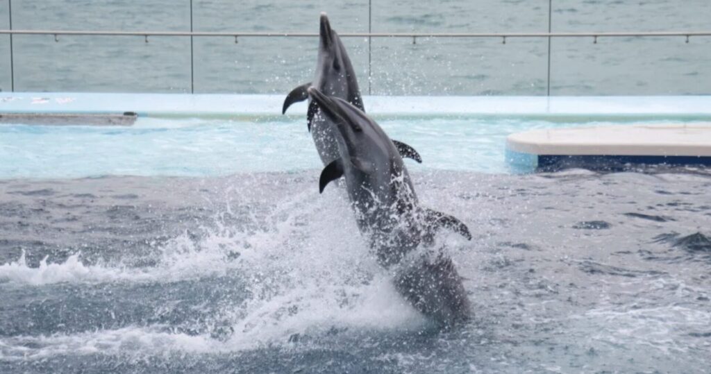四国水族館の入場料金