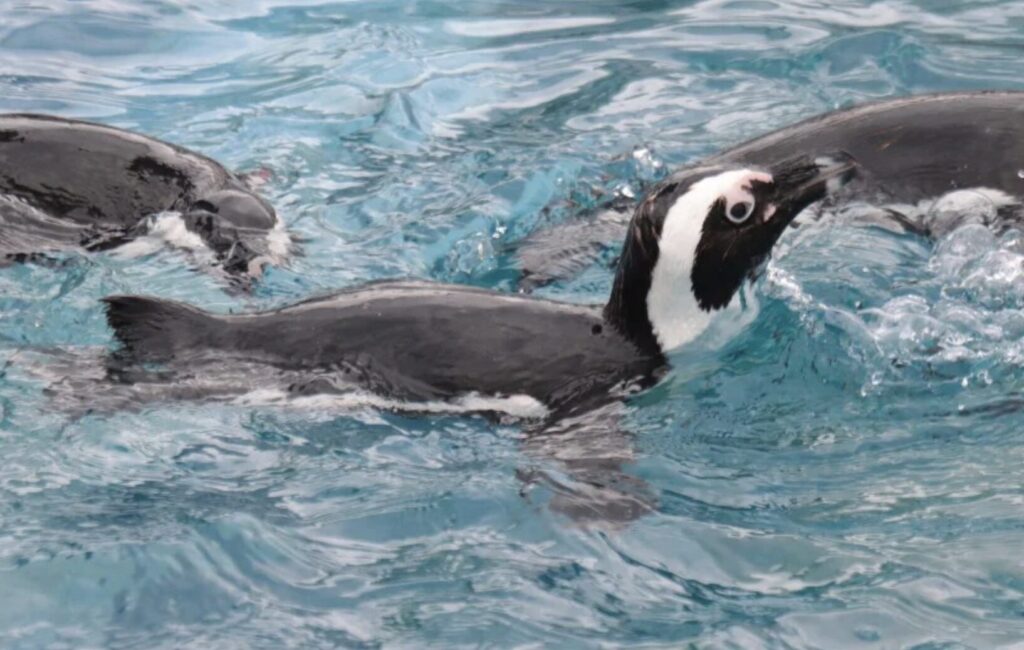 四国水族館の割引クーポン券まとめ
