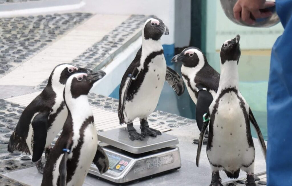 四国水族館の料金割引クーポンはアソビューで入手できるか調査した結果