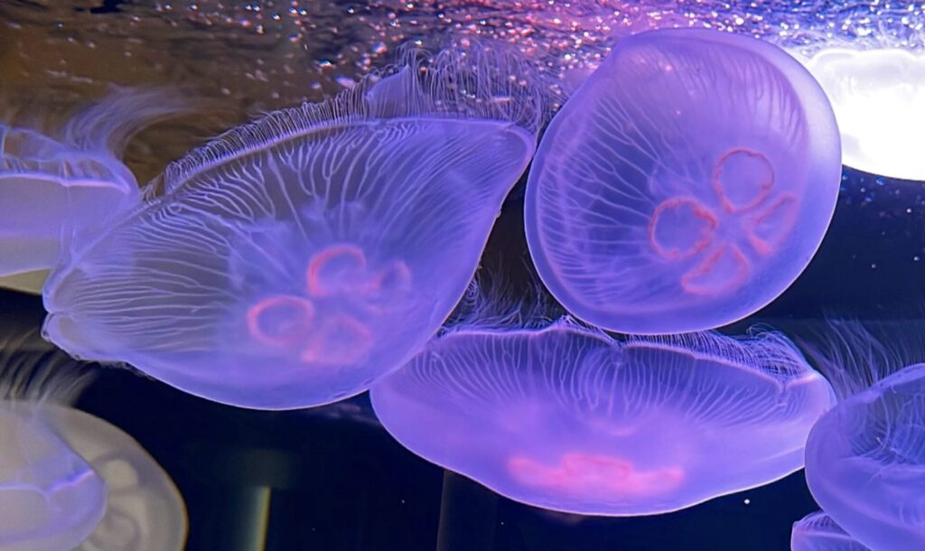 四国水族館の料金割引クーポンを調査して分かった体験談