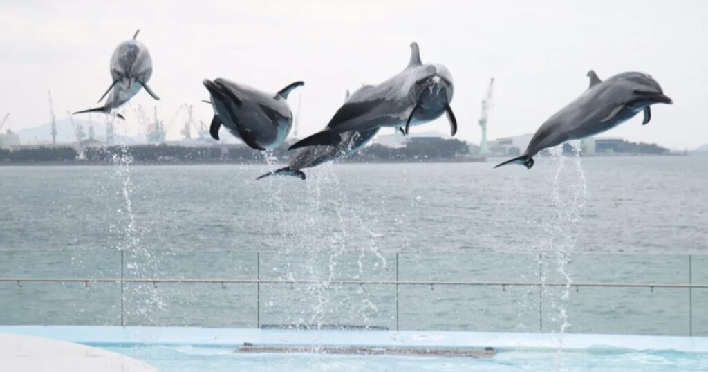 四国水族館料金割引