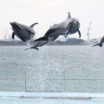 四国水族館料金割引