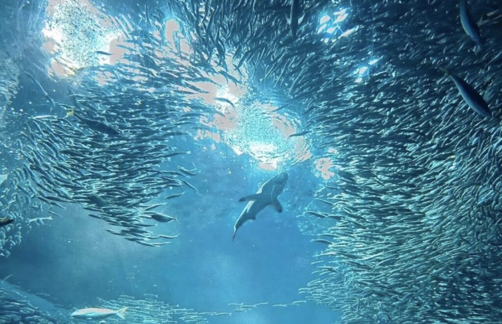 大洗水族館の料金割引クーポンはアソビューで入手できるか調査した結果