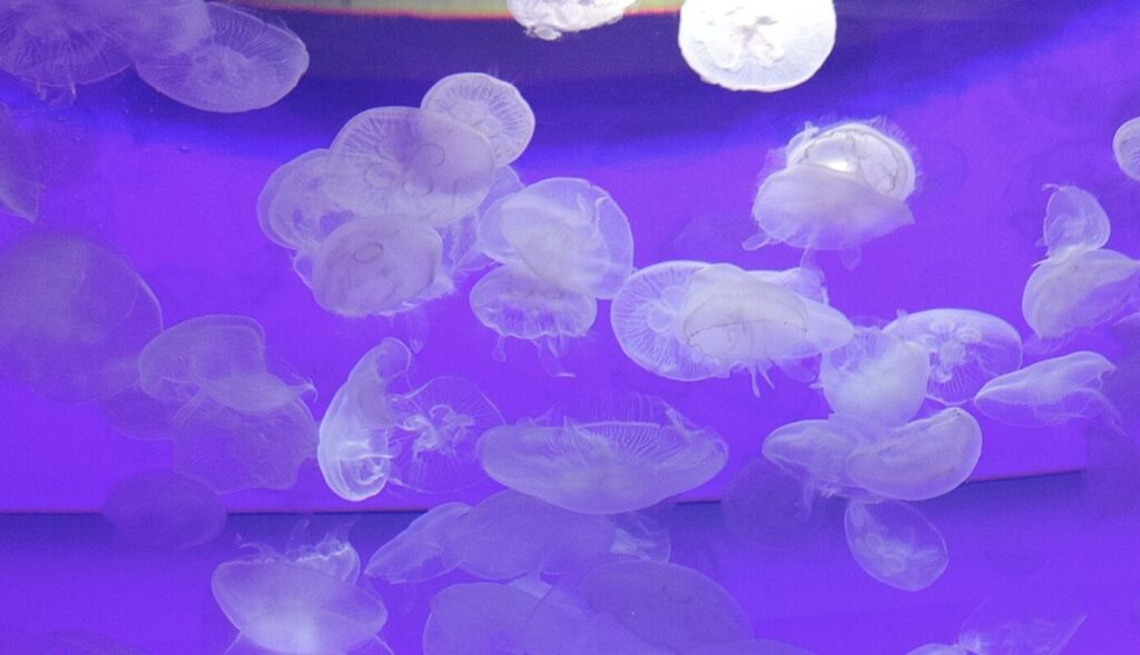 大洗水族館の料金割引クーポンを調査して分かった体験談