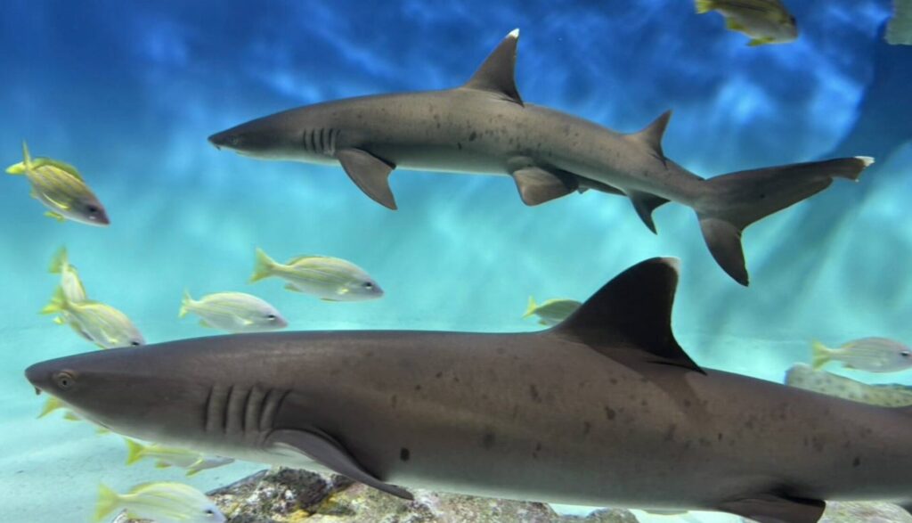 大洗水族館料金割引