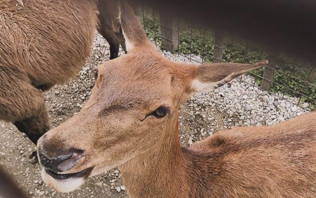 那須サファリパークの割引クーポン券まとめ