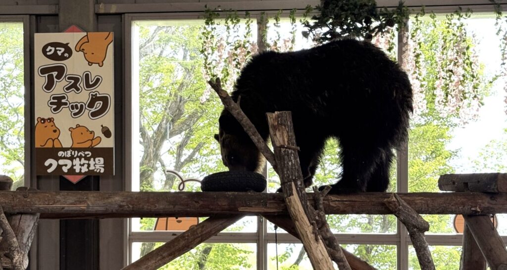 のぼりべつクマ牧場の割引クーポン券まとめ