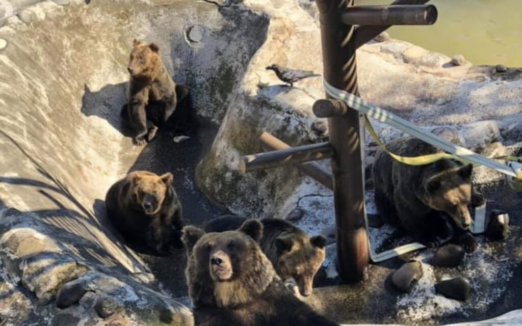 のぼりべつクマ牧場の料金割引クーポンはアソビューで入手できるか調査した結果