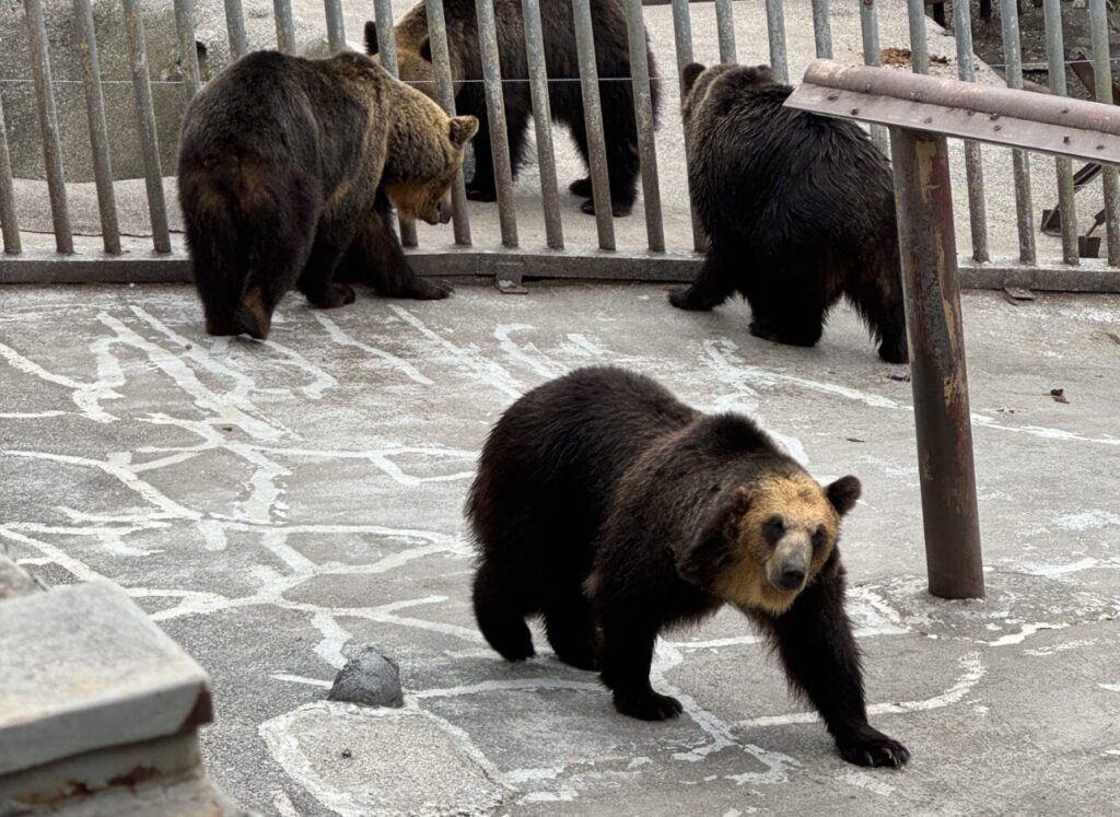 のぼりべつクマ牧場の料金割引クーポンを調査して分かった体験談