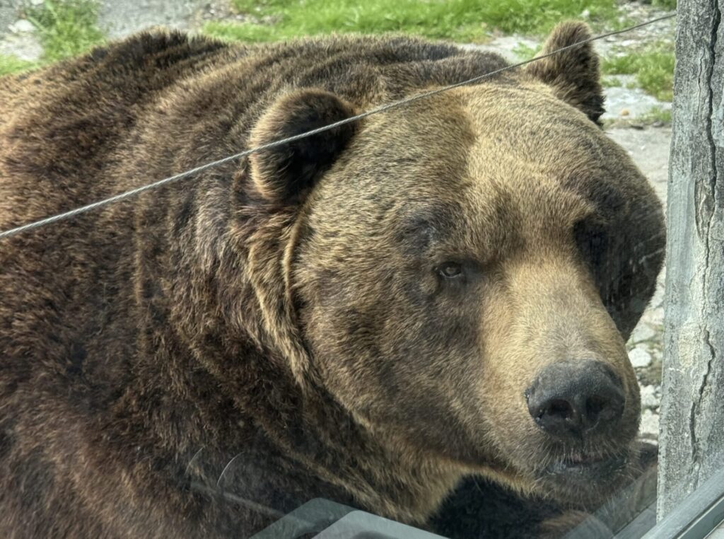 のぼりべつクマ牧場料金割引