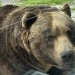 のぼりべつクマ牧場料金割引