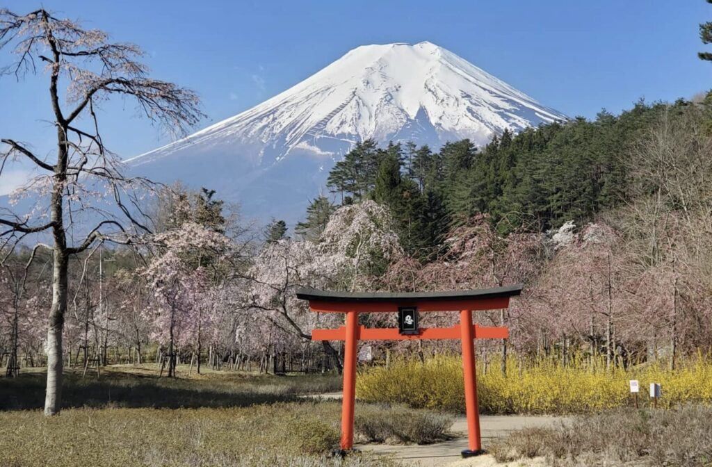 忍野しのびの里の料金割引クーポンはアソビューで入手できるか調査した結果