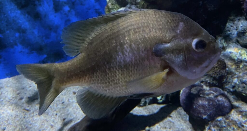 箱根園水族館の割引クーポン券まとめ