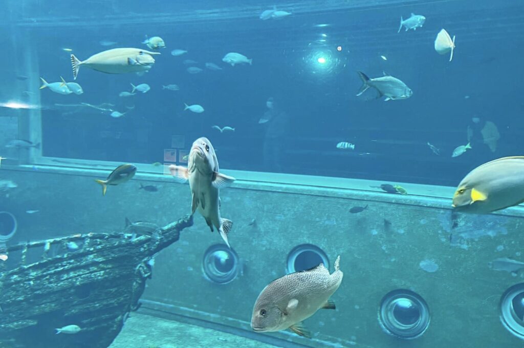 箱根園水族館の料金割引クーポンはアソビューで入手できるか調査した結果