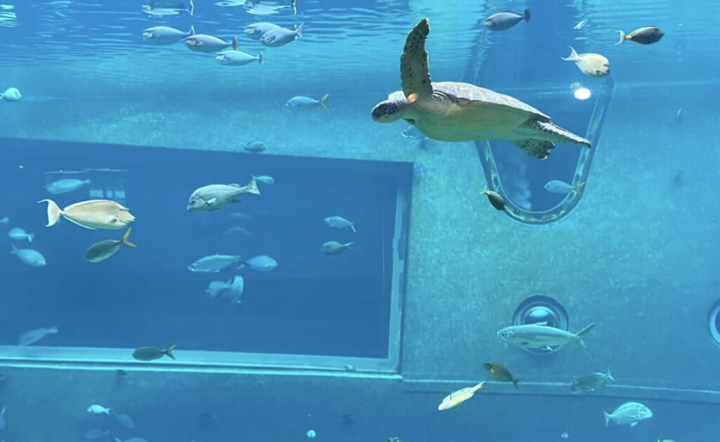 箱根園水族館の料金割引クーポンを調査して分かった体験談